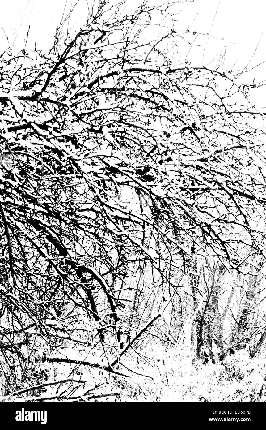 Le noir et blanc d'hiver, les branches d'arbres Banque D'Images