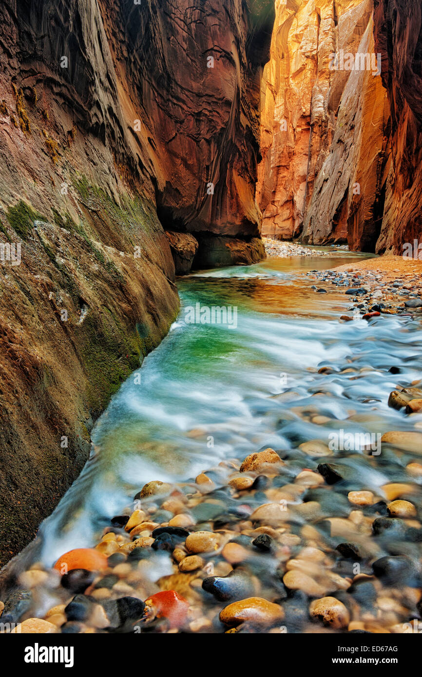 La lumière réfléchissante illumine les murs de grès du Goulet en tant que la Vierge se précipite dans la rivière de l'Utah Zion National Park. Banque D'Images