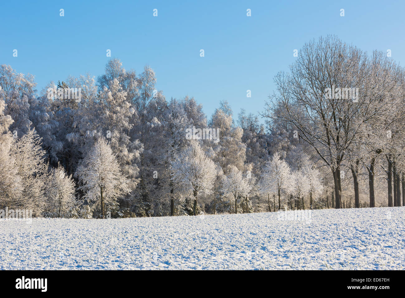 Paysage d'hiver avec les arbres gelés Banque D'Images