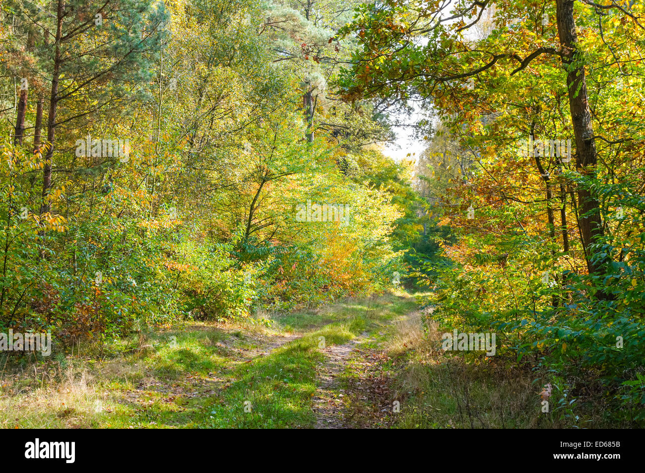 Piste dans une forêt colorée d'automne Banque D'Images
