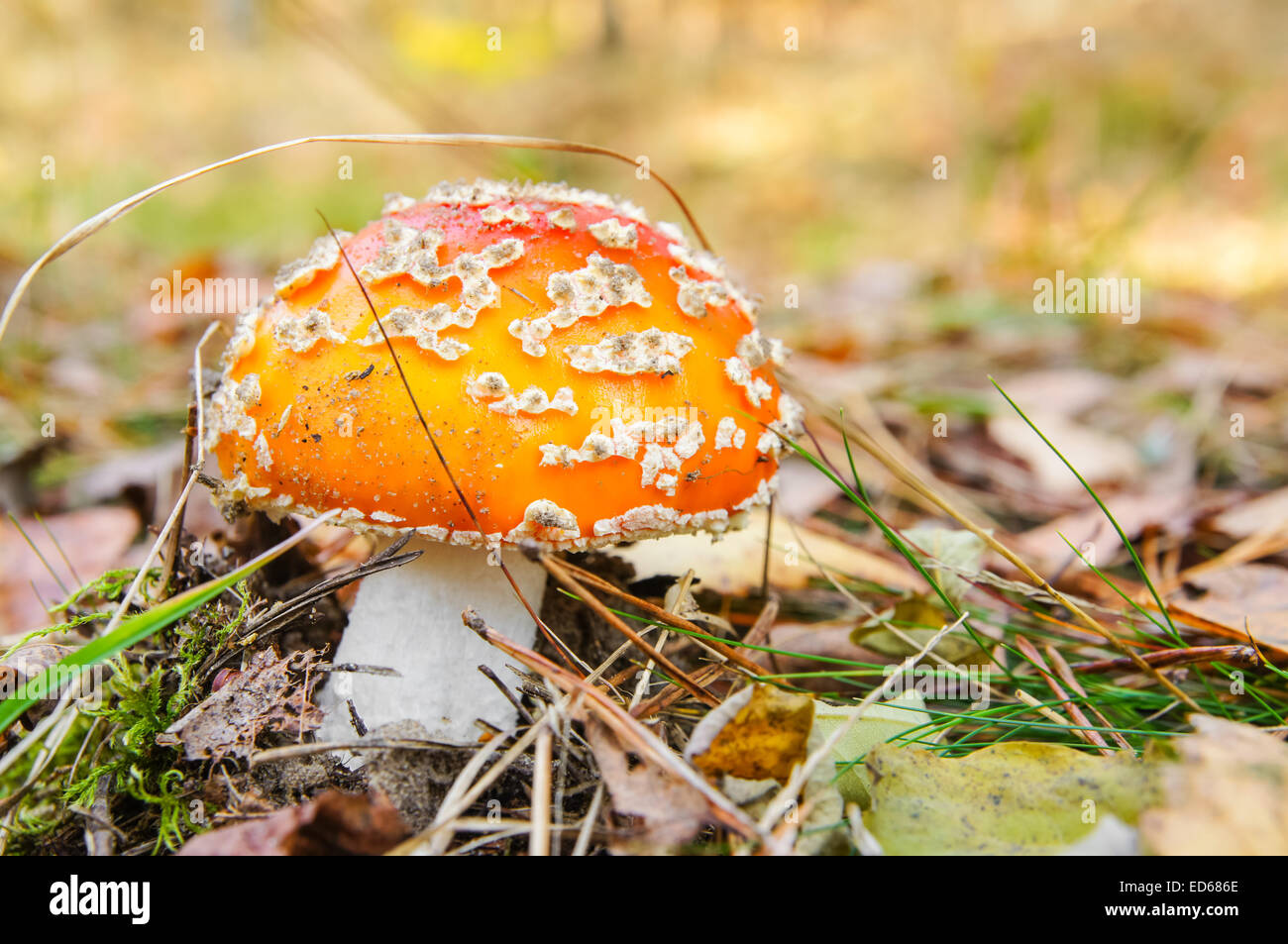 Agaric Fly, Amanita muscaria, champignon, sol forestier Banque D'Images