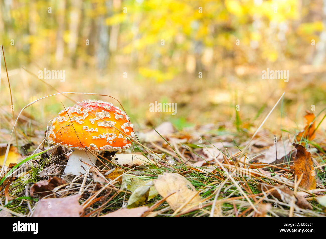 Agaric Fly, Amanita muscaria, champignon, sol forestier Banque D'Images