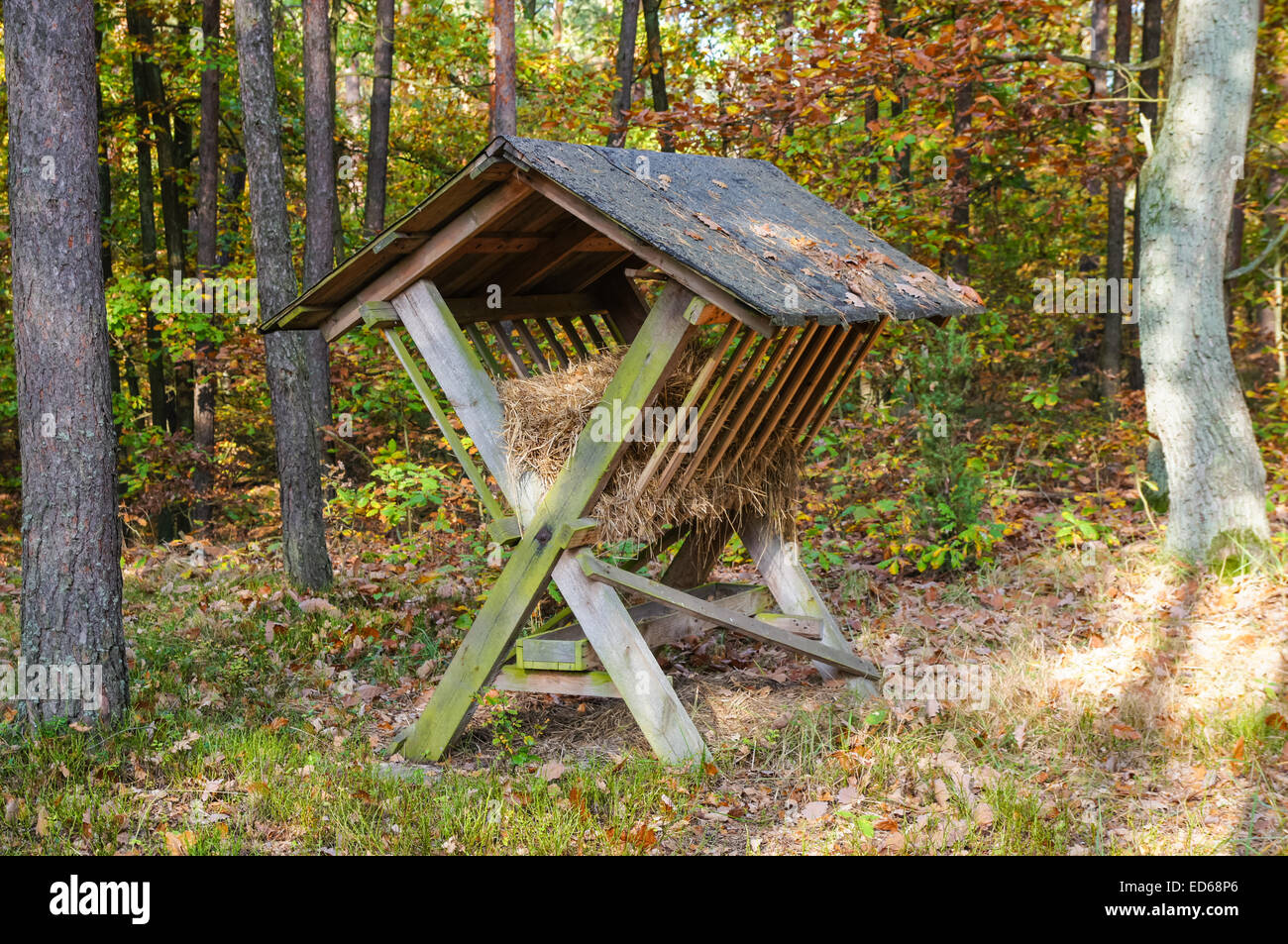 Alimentation des animaux sauvages dans une forêt d'automne Banque D'Images