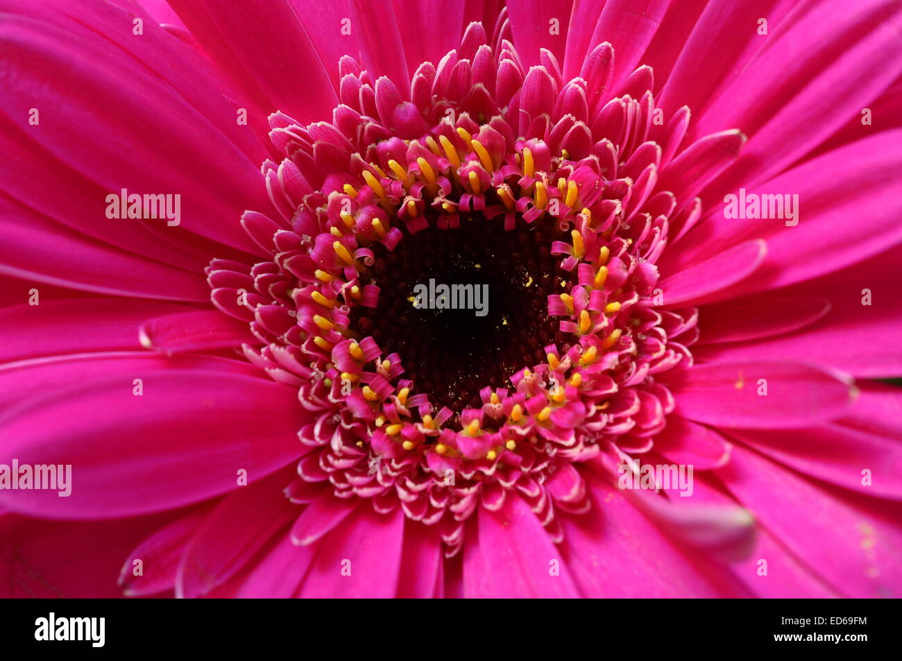 Close up of pink daisy pétales, pistils et coeur fleur pour la texture de fond ou Banque D'Images
