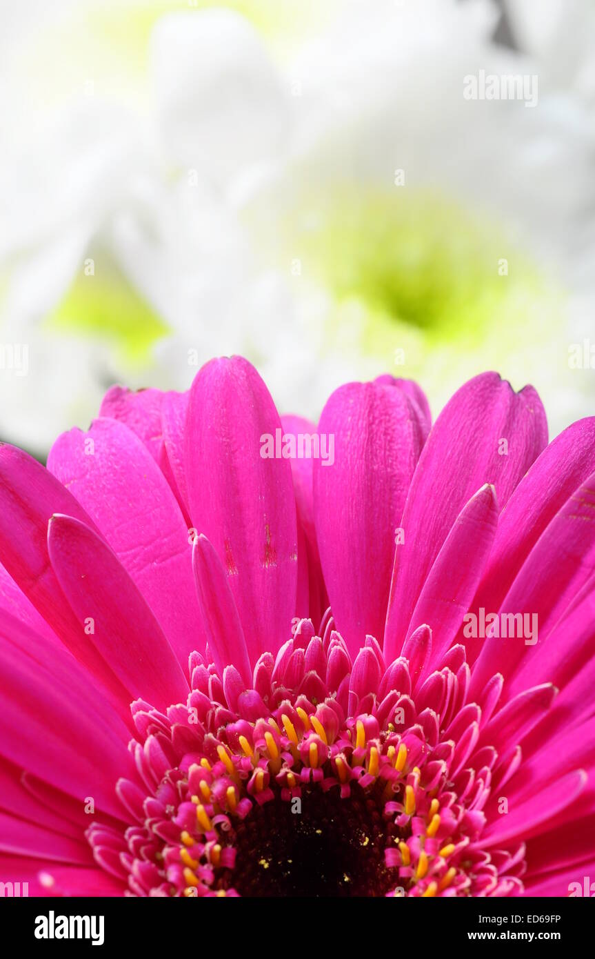 Close up of pink daisy pétales, pistils et coeur fleur pour la texture de fond ou Banque D'Images