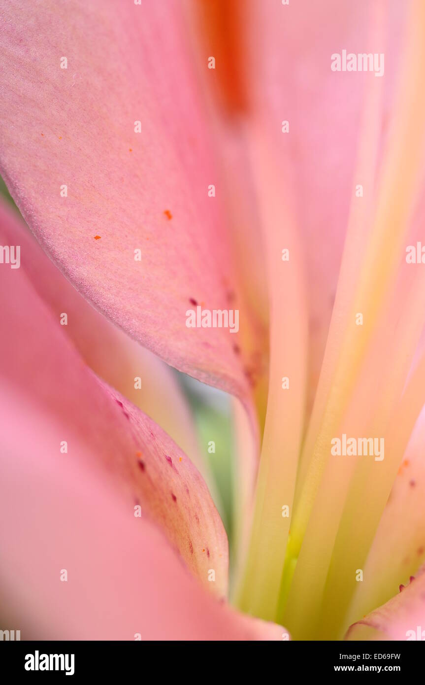Close up of pink lily fleur pour la texture de fond ou Banque D'Images