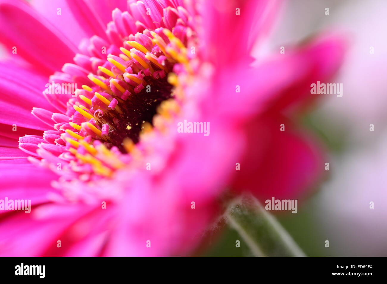 Close up of pink daisy pétales, pistils et coeur fleur pour la texture de fond ou Banque D'Images