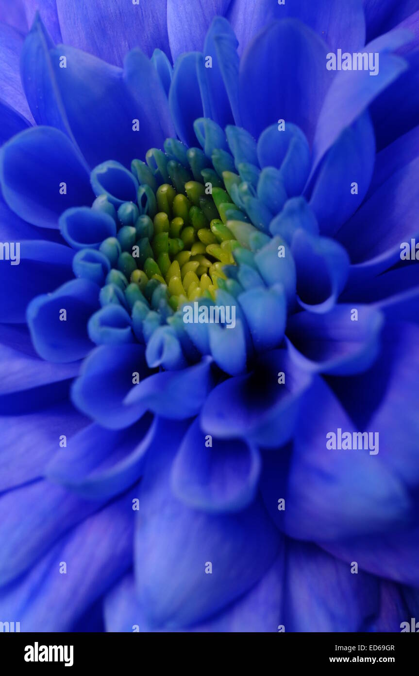 Close up of blue aster fleur pour background Banque D'Images