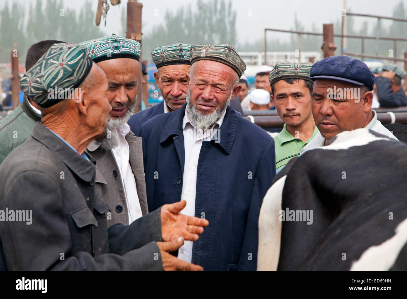 Les agriculteurs musulmans ouïghours portant des doppas, trading vaches au marché aux bestiaux de Kashgar / Kashi, la Province du Xinjiang, Chine Banque D'Images