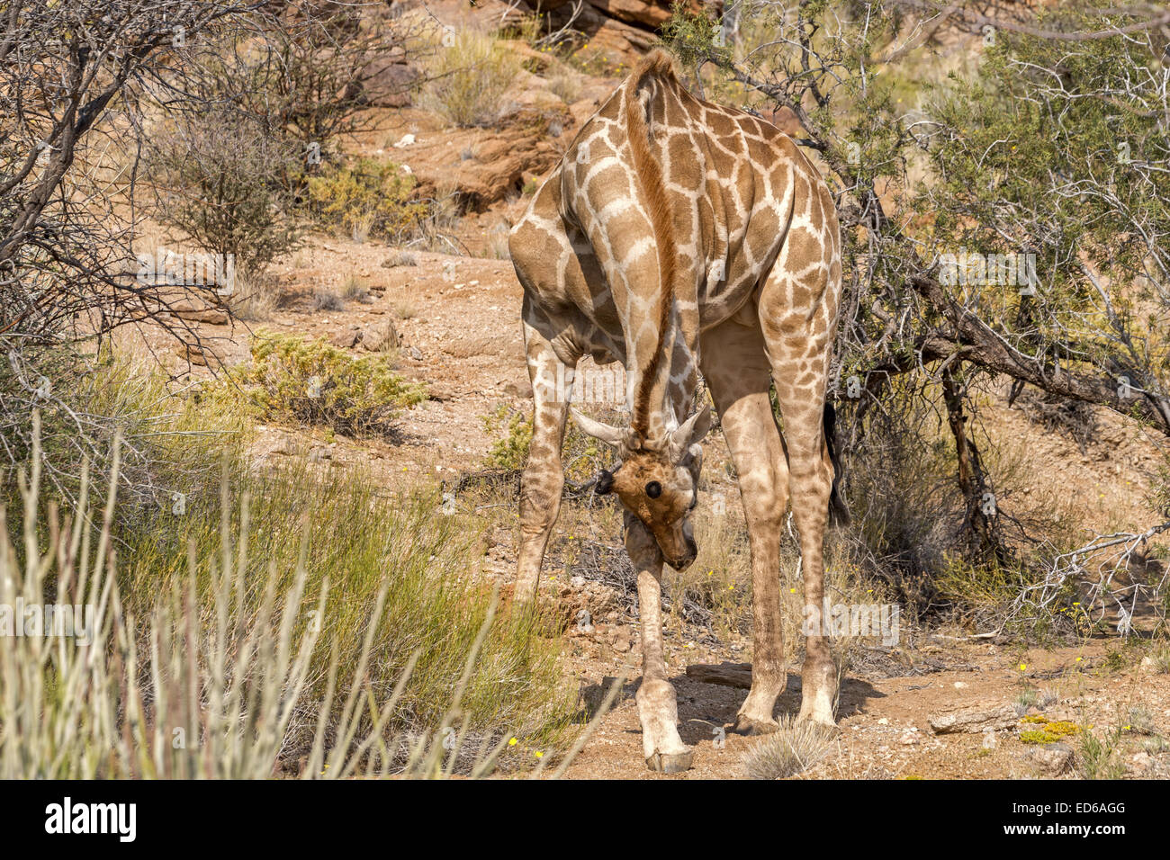 Girafe mâle, parc national d'Augrabies Falls, Namaqualand, Cap du Nord, Afrique du Sud Banque D'Images