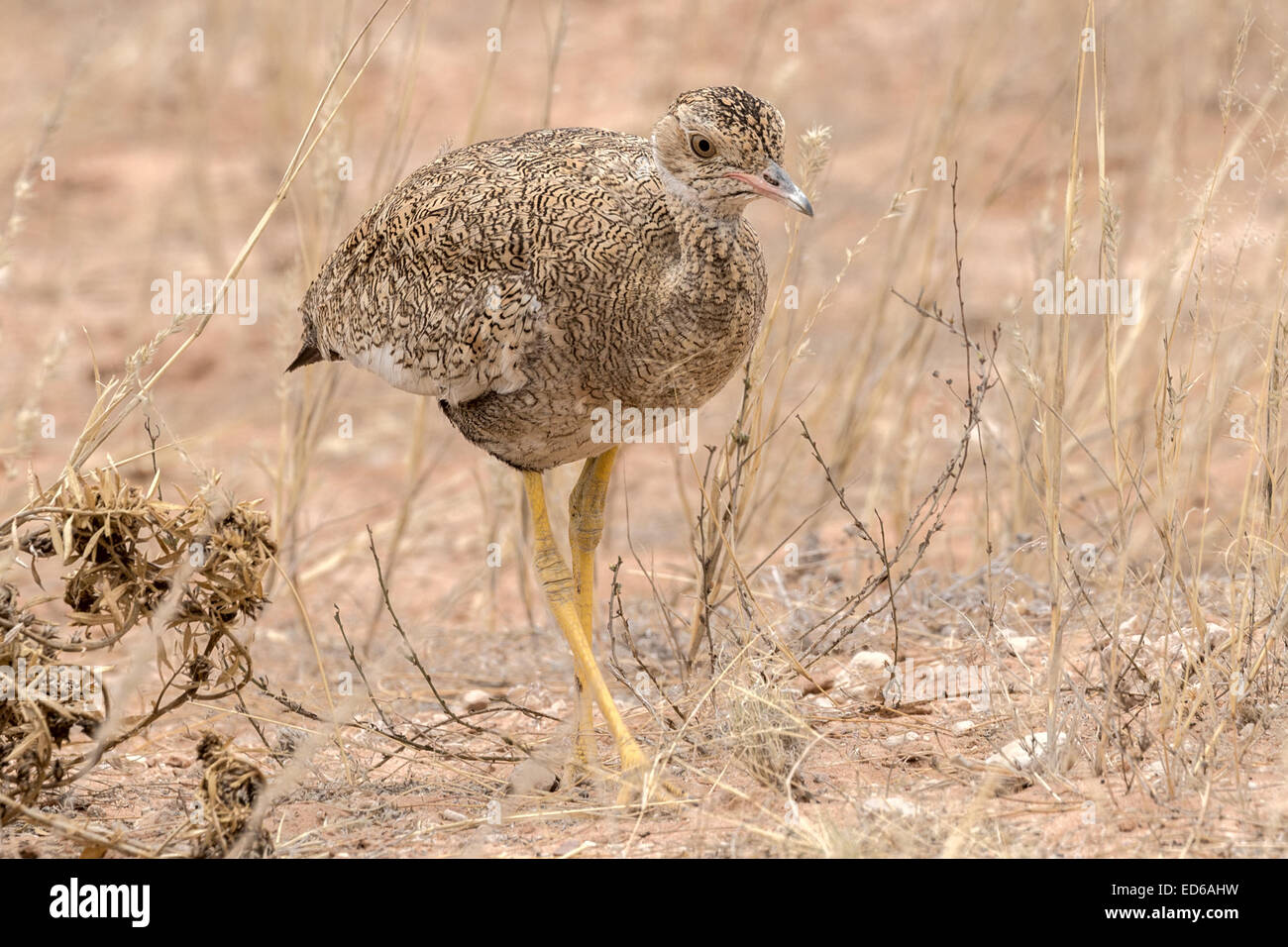 Genou épais tacheté, Burhinus capensis, également connu sous le nom de dikkop tacheté ou de Cape Thick-genou, Parc transfrontalier de Kgalagadi, Afrique du Sud Banque D'Images