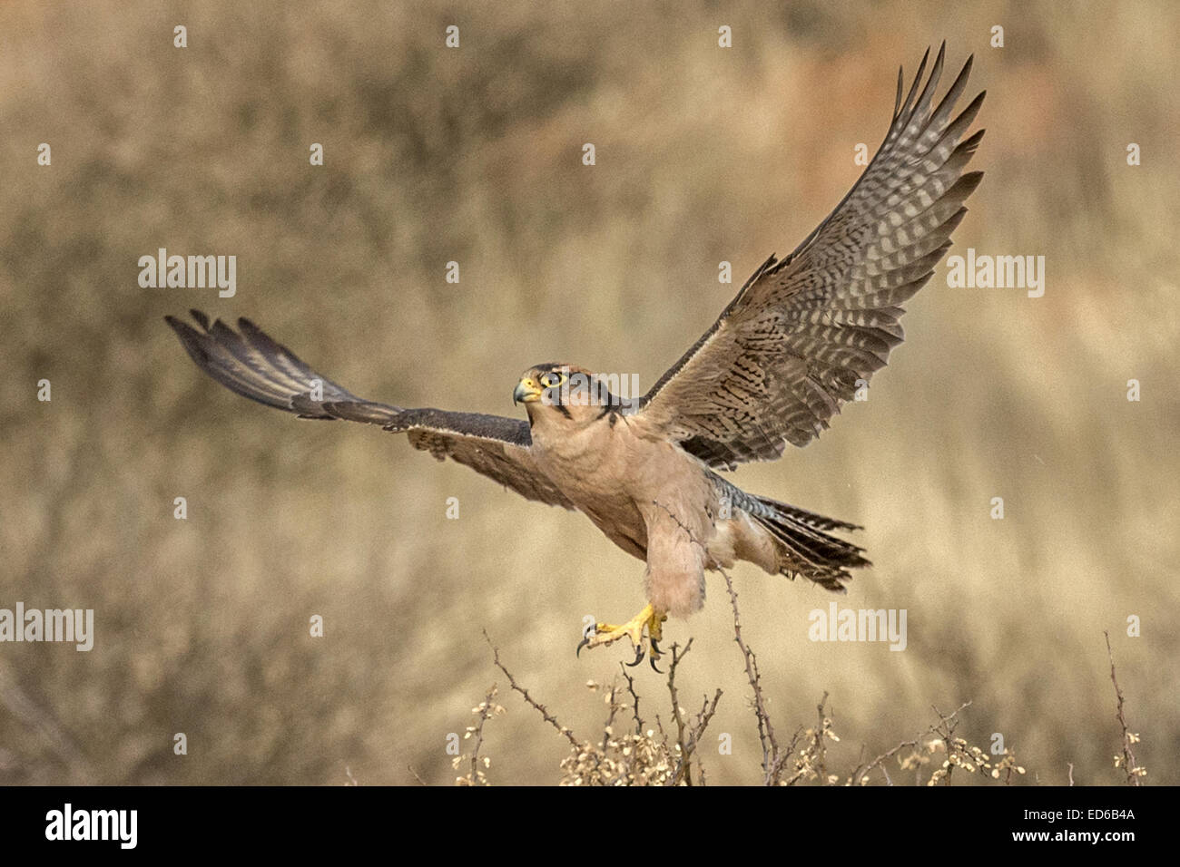 Lanner Falcon, Falco biarmicus, Parc transfrontalier de Kgalagadi, Afrique du Sud Banque D'Images