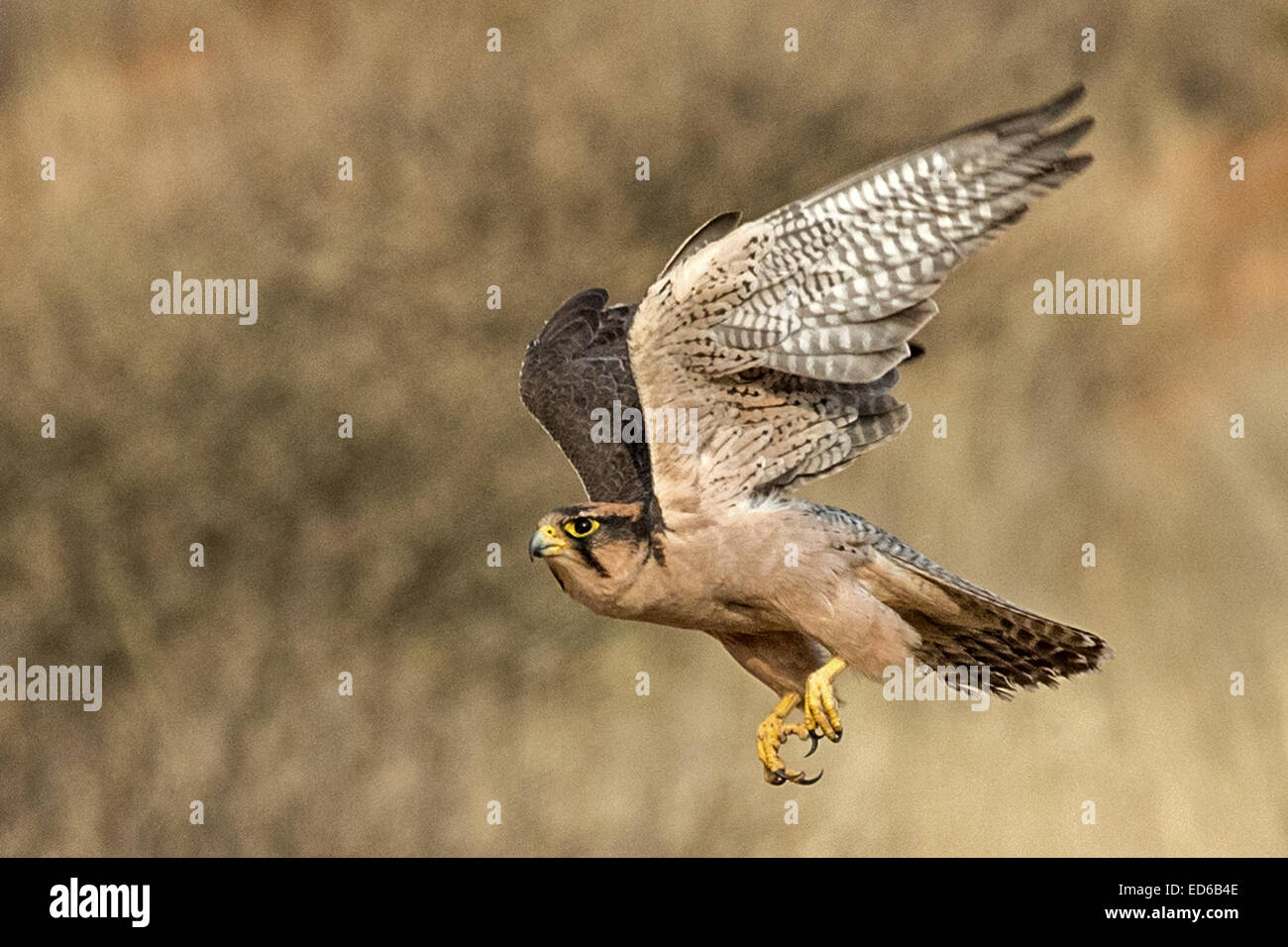 Lanner Falcon, Falco biarmicus, Parc transfrontalier de Kgalagadi, Afrique du Sud Banque D'Images