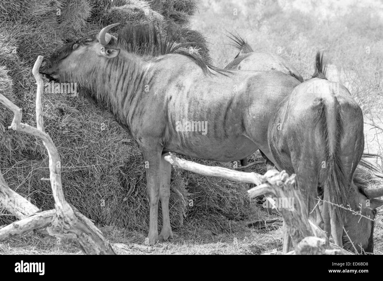 Blue Wildebeest, mangeant des castors sociables tombés nichent, Kgalagadi TransFrontier Park, Afrique du Sud Banque D'Images