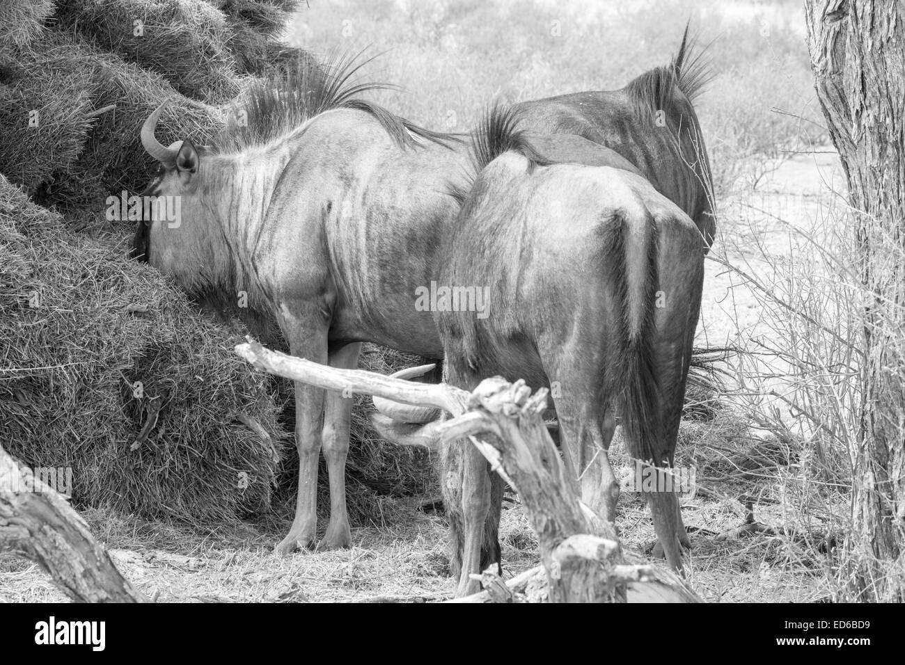 Blue Wildebeest, mangeant des castors sociables tombés nichent, Kgalagadi TransFrontier Park, Afrique du Sud Banque D'Images