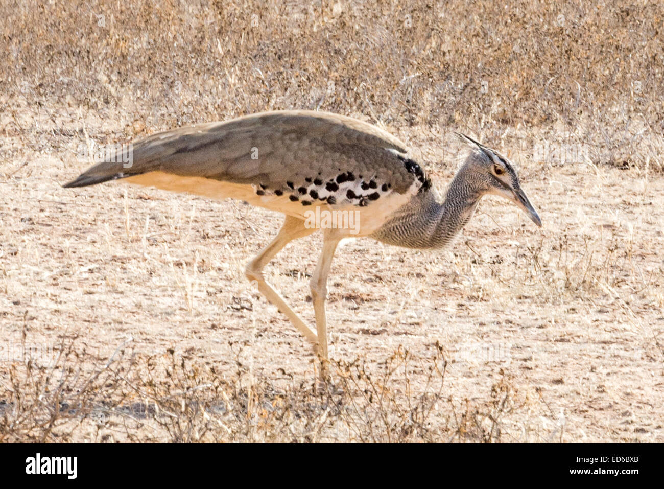Kori Bustard, Ardeotis kori, Parc transfrontalier Kgalagadi, Afrique du — free download