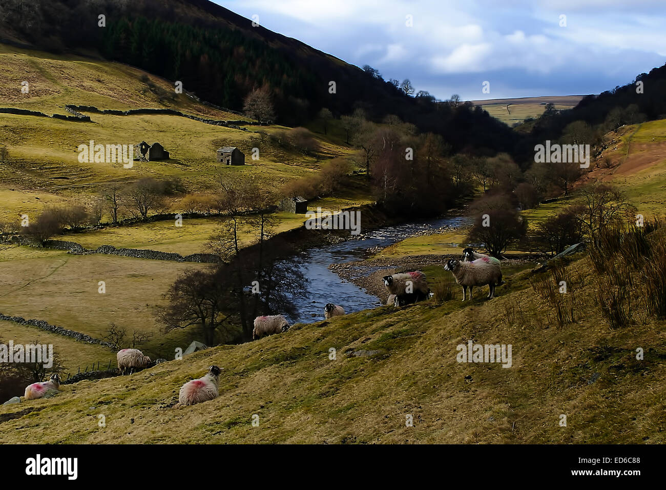 En suivant la côte à l'autre à pied, c'est environ 3 kilomètres de Swaledale Keld et à 2 miles de Muker dans le Yorkshire Dales Nation Banque D'Images