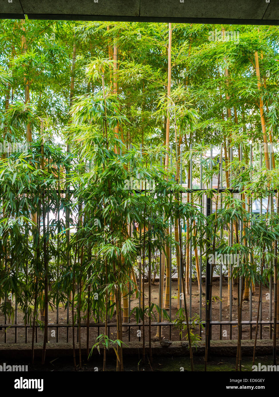 Nezu Museum Bamboo Garden, Omotesando Banque D'Images