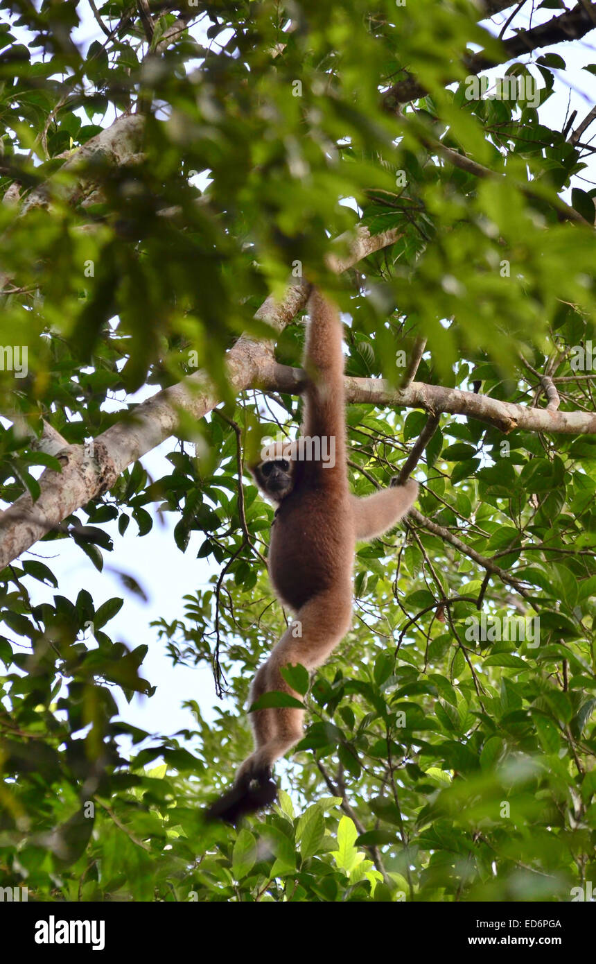 Jorhat, Assam, Inde. 13 Sep, 2014. L'INDE, LA FAUNE GIBBON SANCTUAIRE : un rare femelle Hoolock Gibbon (Hylobates hoolock), le seul Ape (Hoolock Gibbon) trouvés dans l'Inde à Gibbon Wildlife Sanctuary au district de Jorhat le nord-est de l'état d'Assam. Gibbon Wildlife Sanctuary est un petit sanctuaire de 20,98 km2. Le nom de l'Ape (gibbon hoolock uniquement) trouvés en Inde. Au cours des 30''"40 ans, gibbon hoolock chiffres sont estimés avoir chuté de plus de 100 000 (Assam seul était estimée à environ 80 000 au début des années 1970) à moins de 5 000 individus (soit une baisse de Banque D'Images