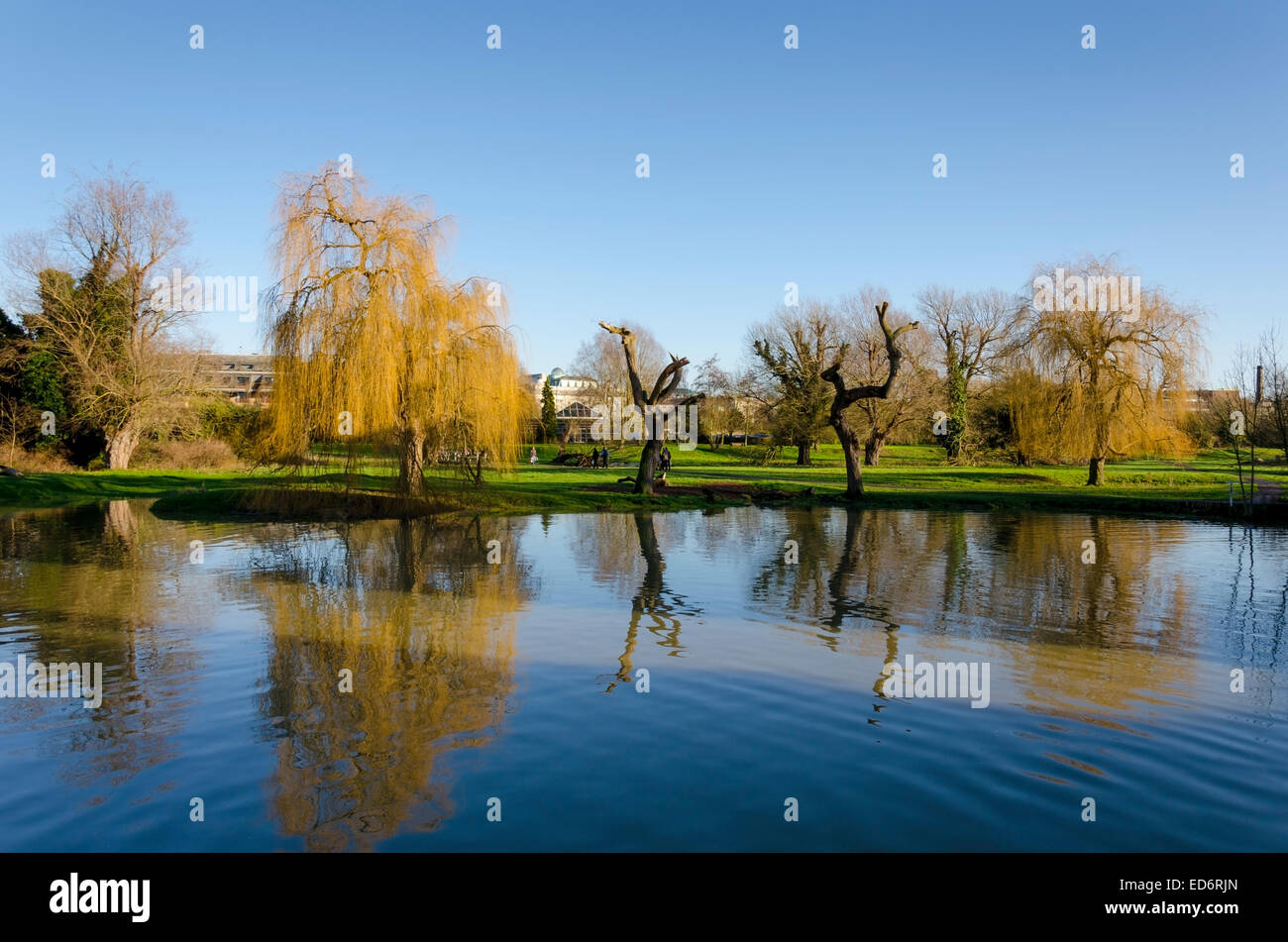 Cambridge, UK. 29 Décembre 2014 : réflexions sur l'étang de l'usine à Cambridge Banque D'Images