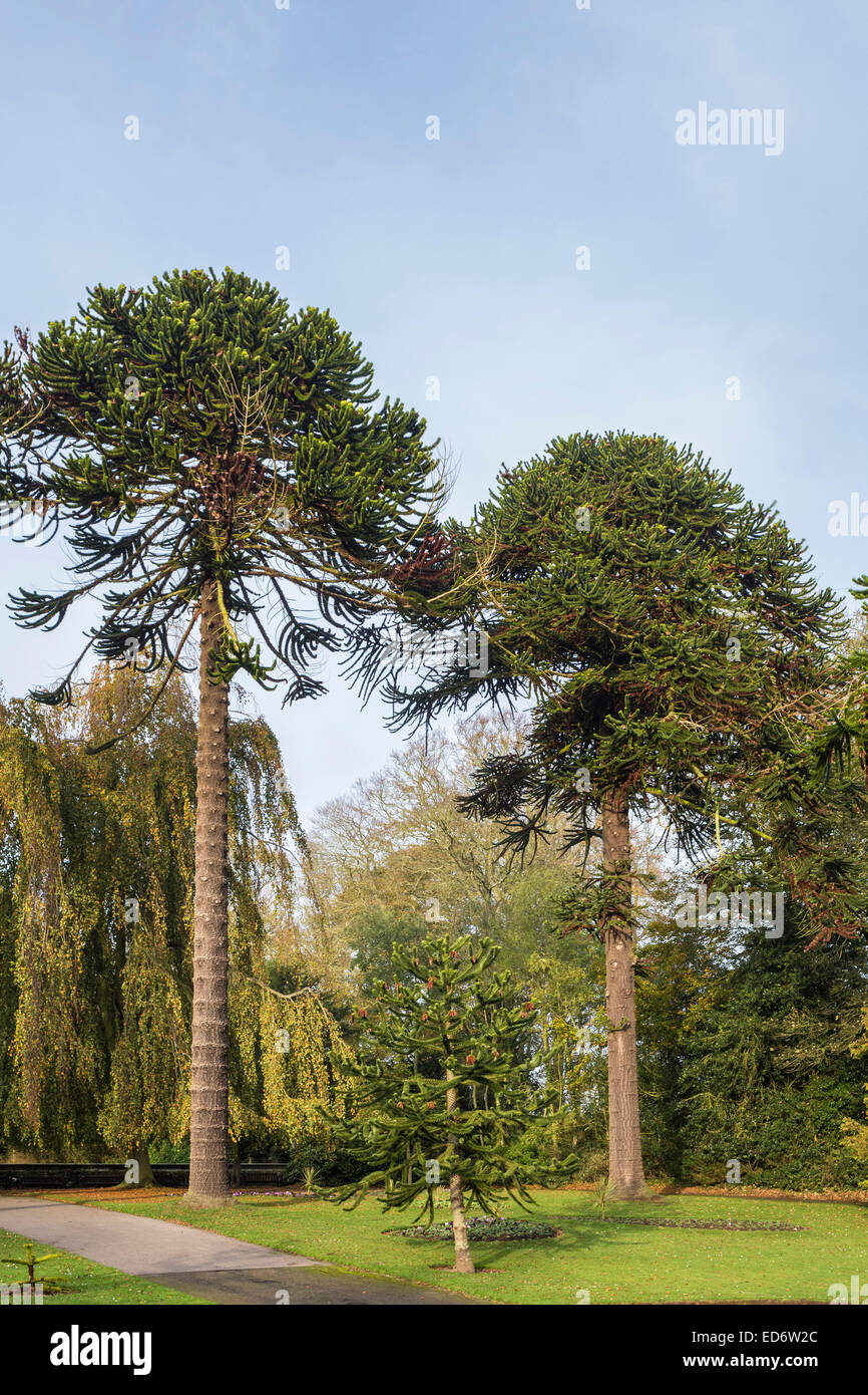 Monkey puzzle arbres à Sewerby Hall, East Yorkshire. Banque D'Images