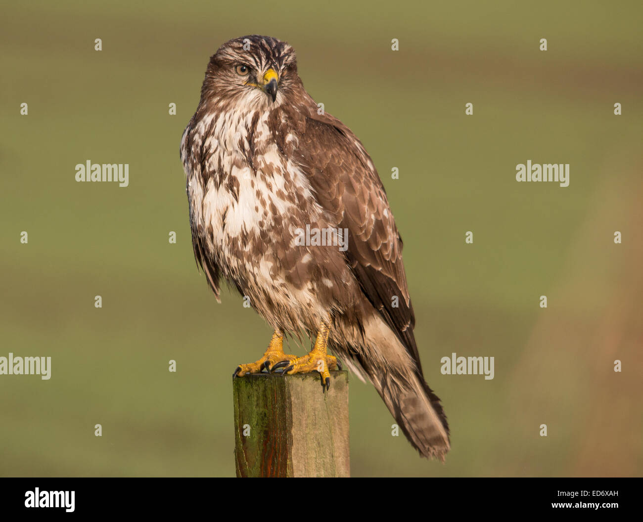 Buse variable Banque D'Images