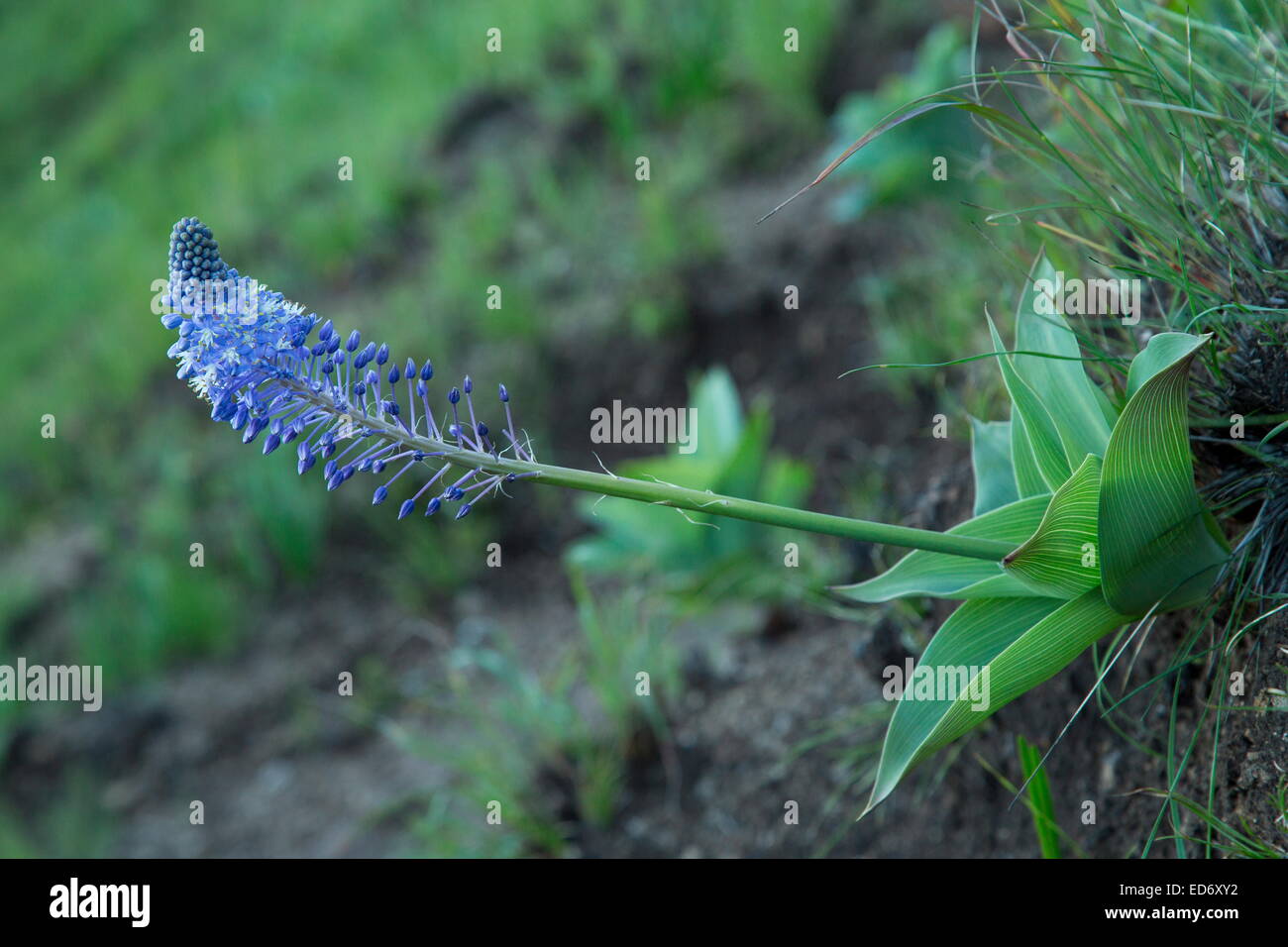 Un grand Blue Squill, Scilla natalensis  = Merwilla plumbea dans les montagnes du Drakensberg, Afrique du Sud Banque D'Images