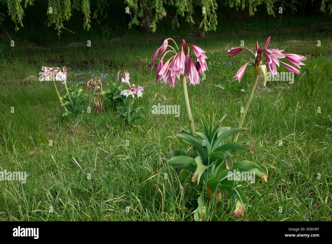 La rivière Orange lily, Crinum bulbispermum, dans les prairies de plaine humide, Wakkerstroom, Afrique du Sud Banque D'Images