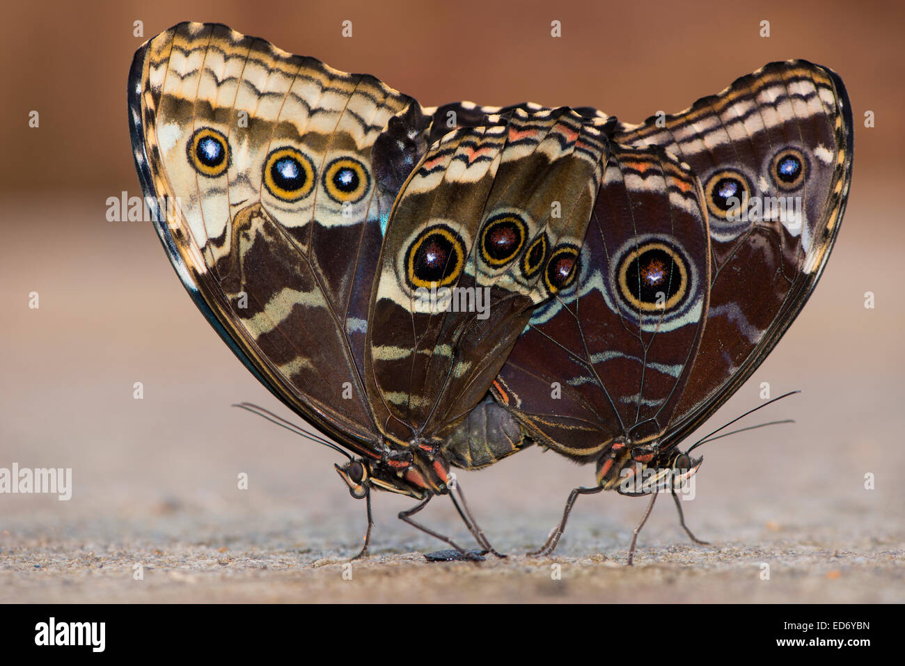 Chouette Caligo memnon (géant), l'accouplement, captive, de l'Ems, Basse-Saxe, Allemagne Banque D'Images