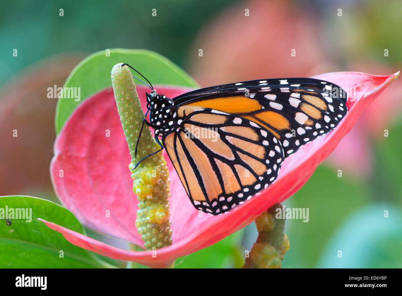 Le monarque (Danaus plexippus), de l'Ems, Basse-Saxe, Allemagne Banque D'Images