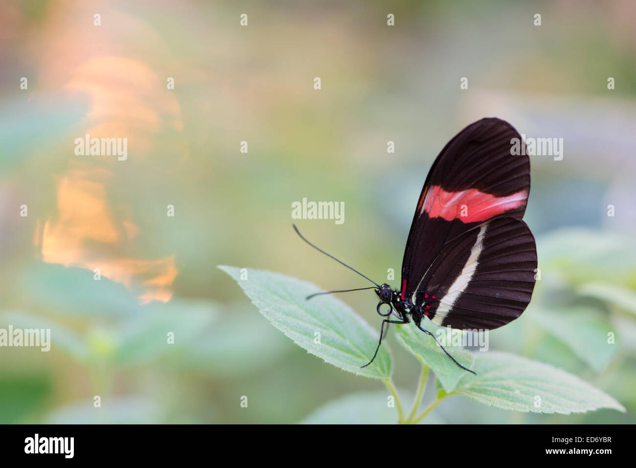 Facteur rouge (Heliconius erato), de l'Ems, Basse-Saxe, Allemagne Banque D'Images