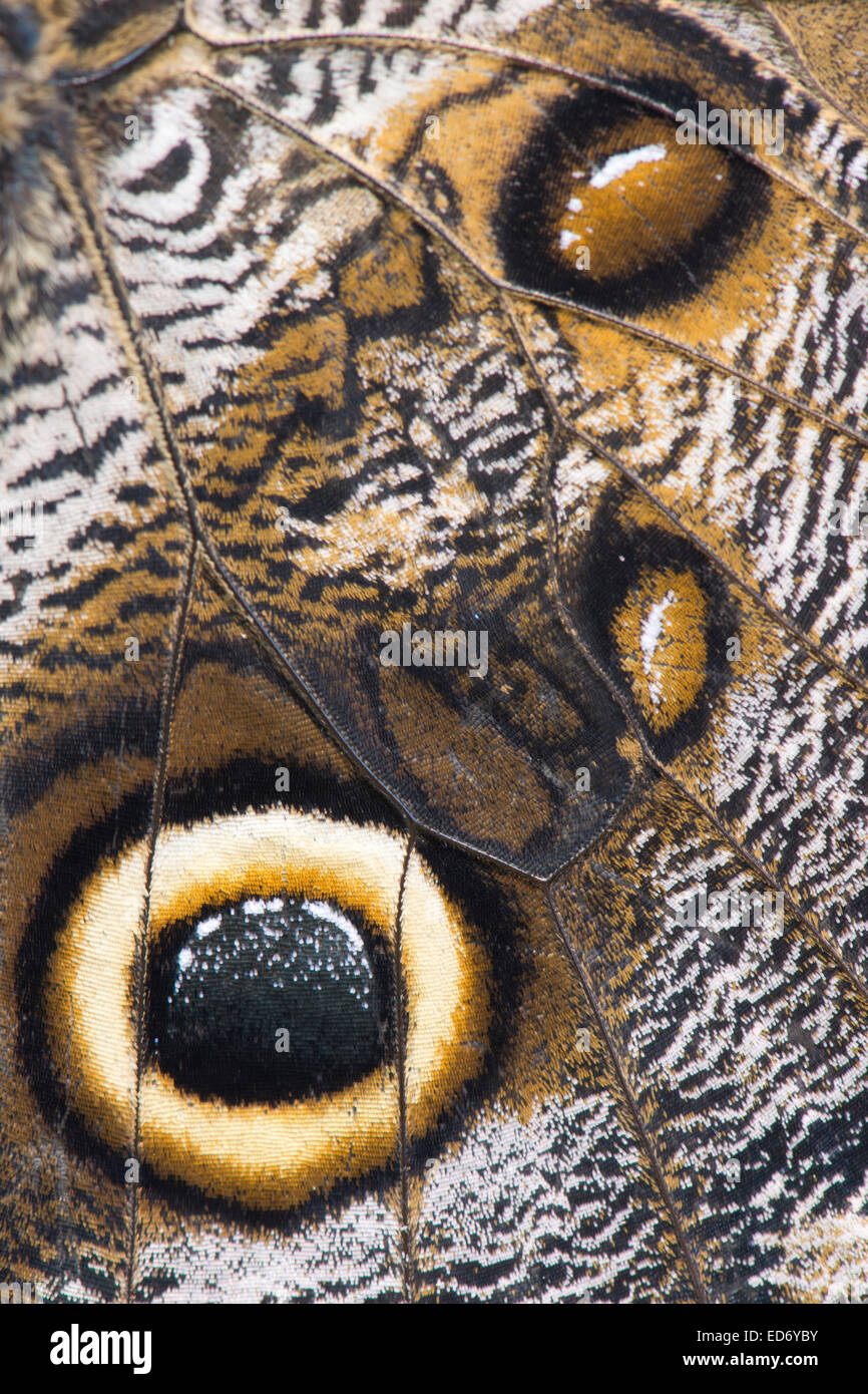 Caligo eurilochus géant (OWL), ailes, captive, de l'Ems, Basse-Saxe, Allemagne Banque D'Images