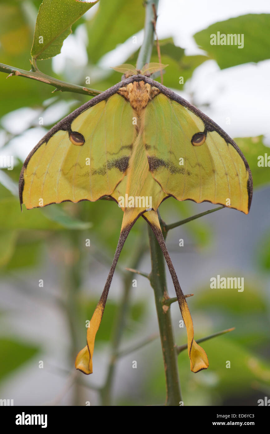 Luna Moth (Actias luna), de l'Ems, Basse-Saxe, Allemagne Banque D'Images