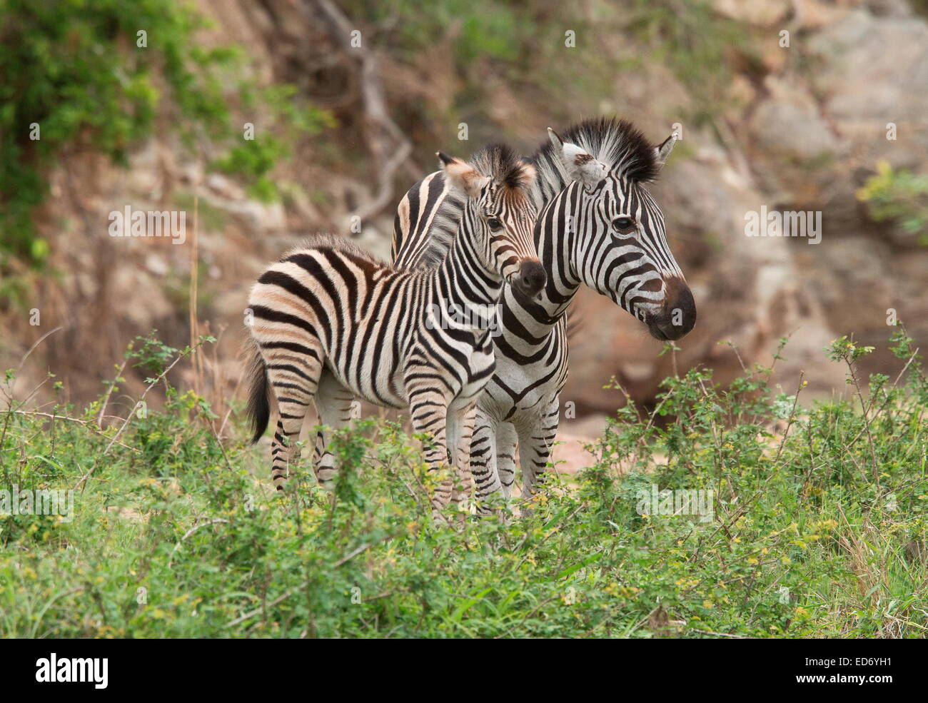 La mère et le poulain zèbre Des Plaines, Equus quagga, dans le Golden Gate Highlands National Park, montagnes du Drakensberg, Afrique du Sud Banque D'Images