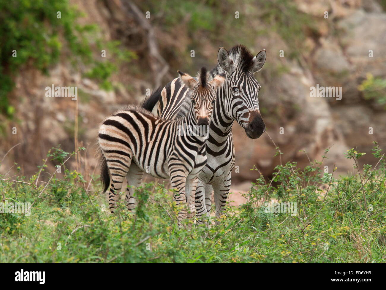 La mère et le poulain zèbre Des Plaines, Equus quagga, dans le Golden Gate Highlands National Park, montagnes du Drakensberg, Afrique du Sud Banque D'Images
