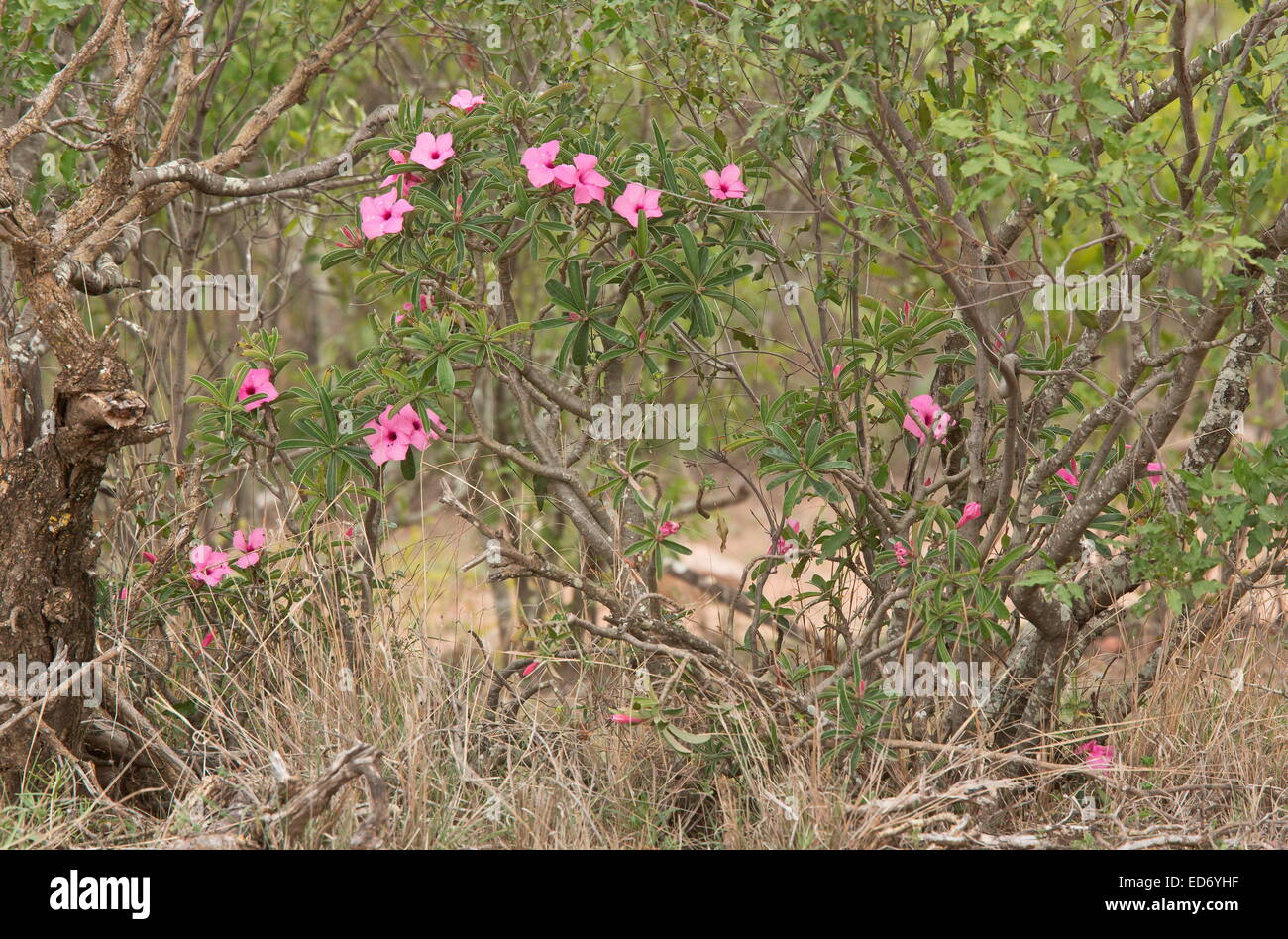 La disparition d'Adenium swazicum Swazi, Lily, dans le parc national Kruger, Afrique du Sud Banque D'Images