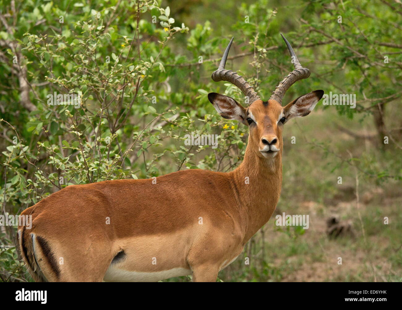 Impala Aepyceros melampus, mâle - une petites antilopes - dans le parc national Kruger, Afrique du Sud Banque D'Images