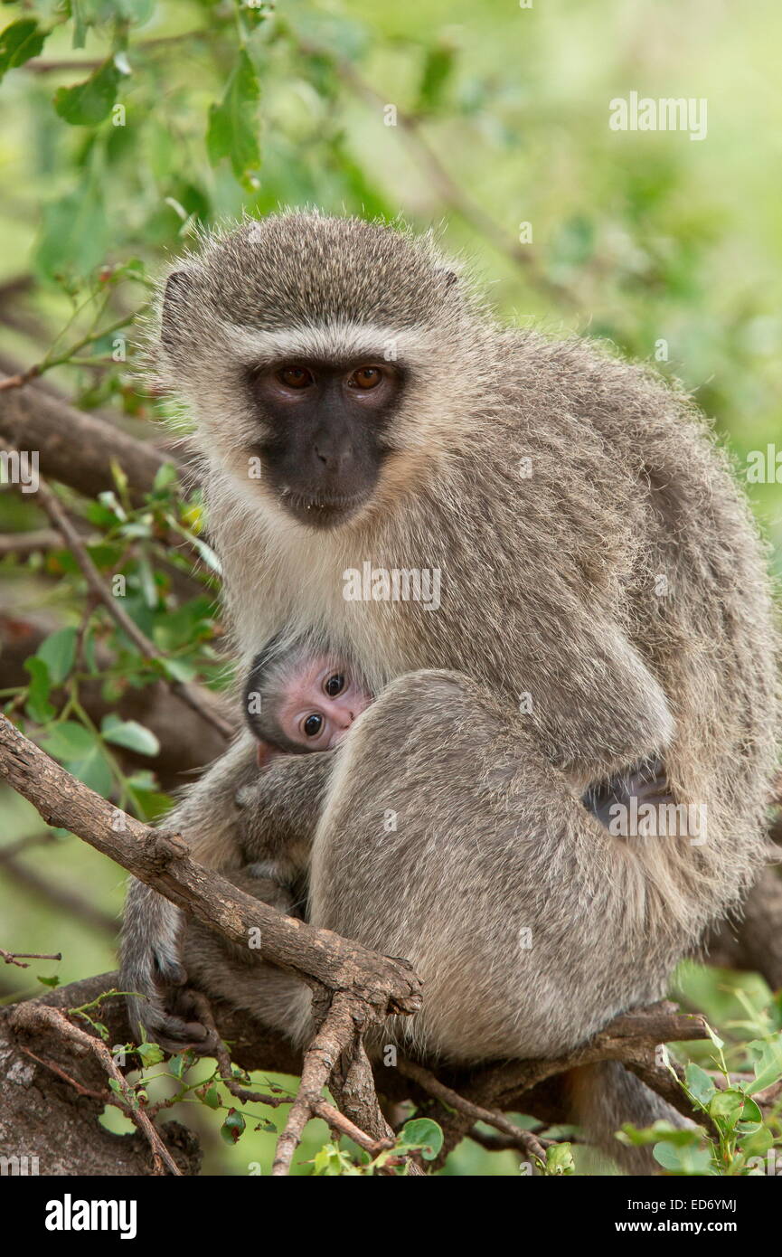 Un singe, Chlorocebus pygerythrus, la mère et l'enfant ; Parc National Kruger, Afrique du Sud Banque D'Images