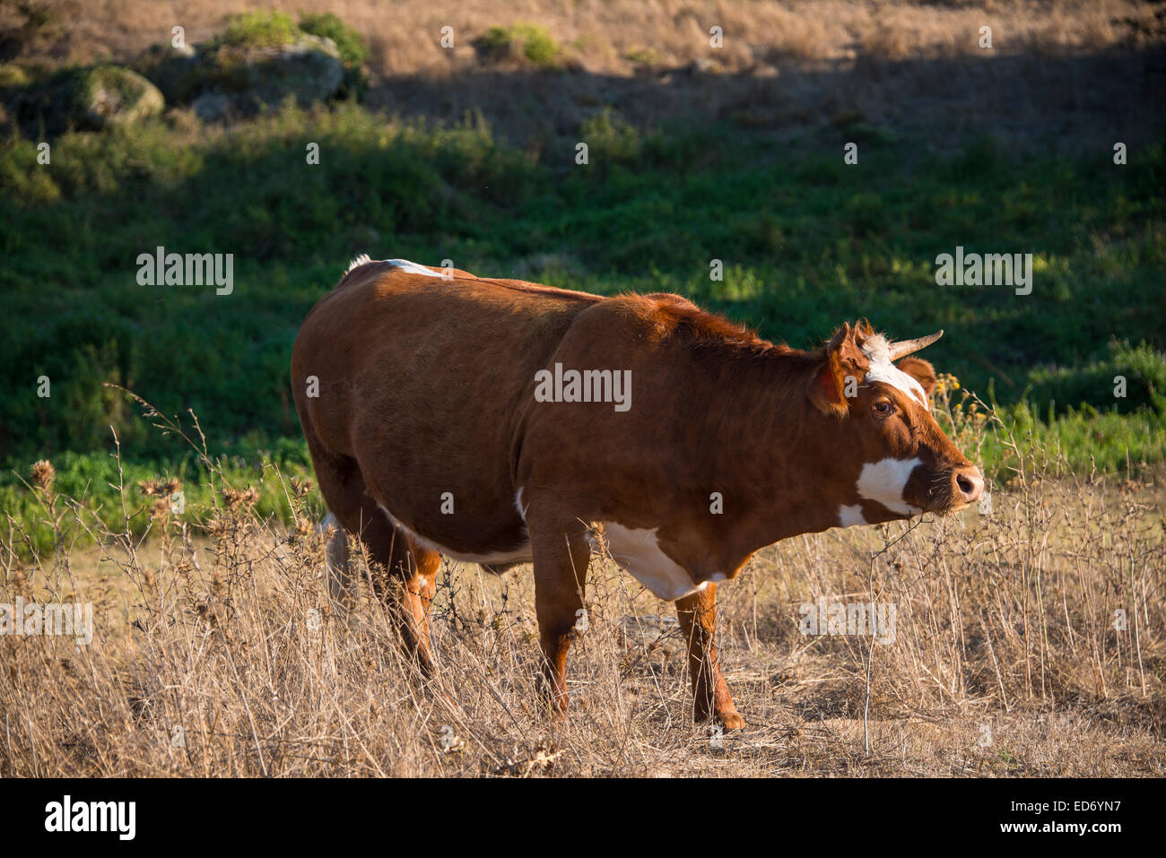 Brown vache (Bos primigenius taurus) dans la lumière du soir, Corse-du-Sud, Corse, France Banque D'Images