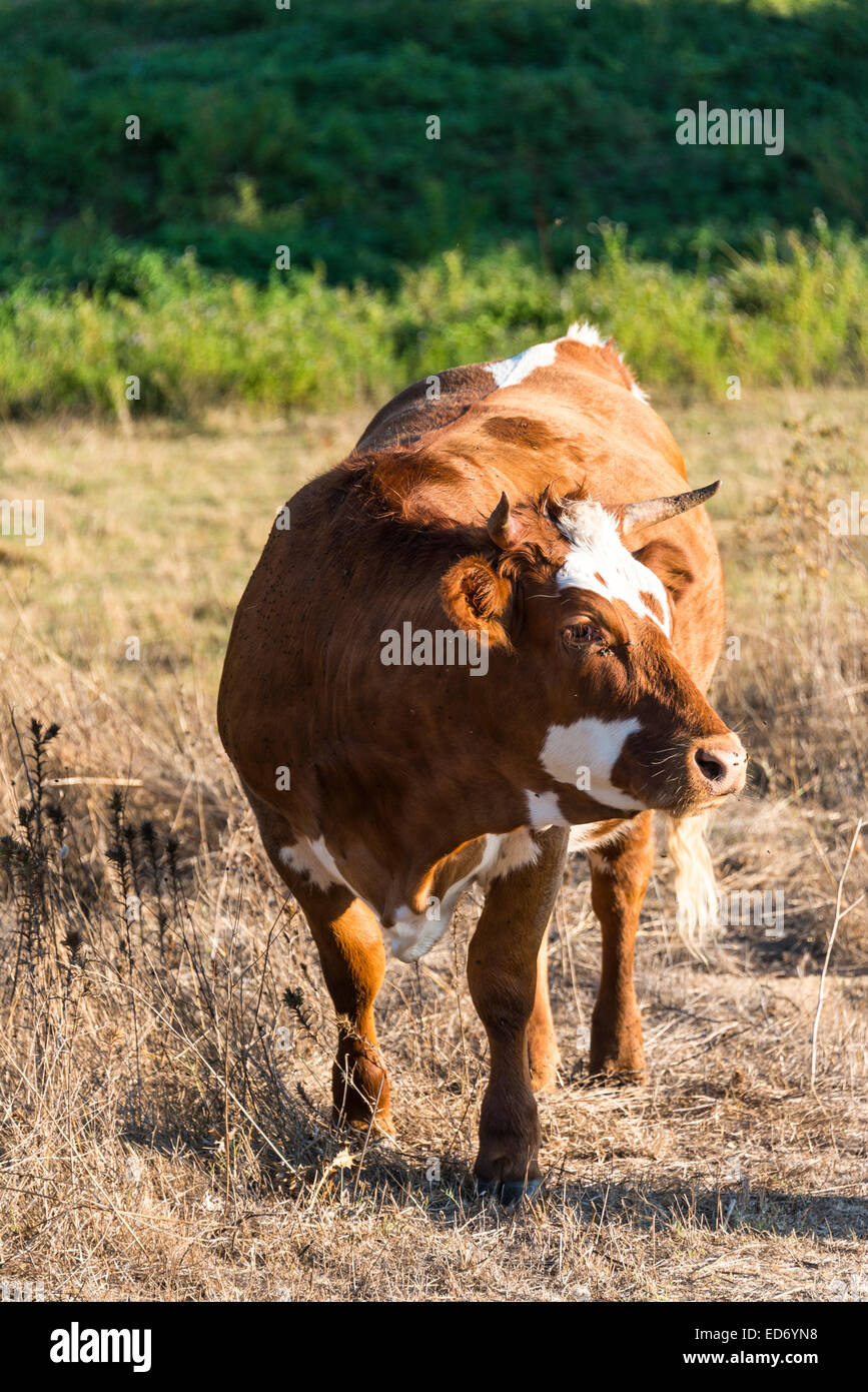 Brown vache (Bos primigenius taurus) dans la lumière du soir, Corse-du-Sud, Corse, France Banque D'Images