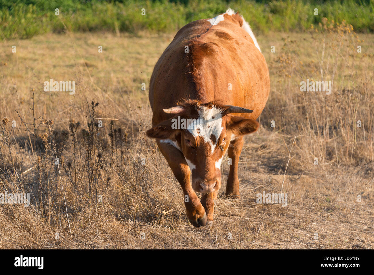 Brown vache (Bos primigenius taurus) dans la lumière du soir, Corse-du-Sud, Corse, France Banque D'Images