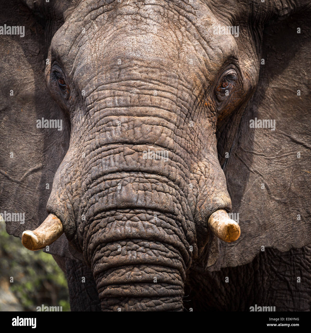 L'éléphant africain (Loxodonta africana), Ghoha Hills, Chobe National Park, Botswana Banque D'Images