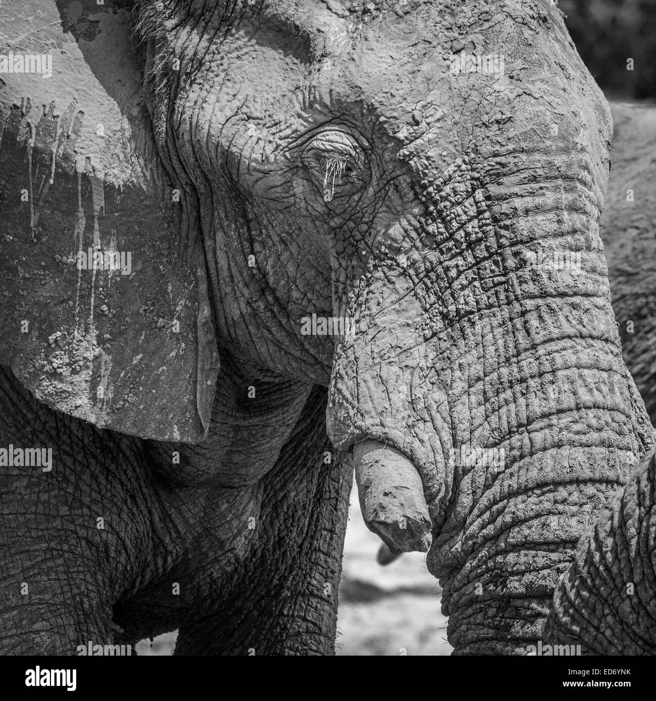 L'éléphant africain (Loxodonta africana) avec une fracture tusk, couvert de boue, Ghoha Hills, Chobe National Park, Botswana Banque D'Images