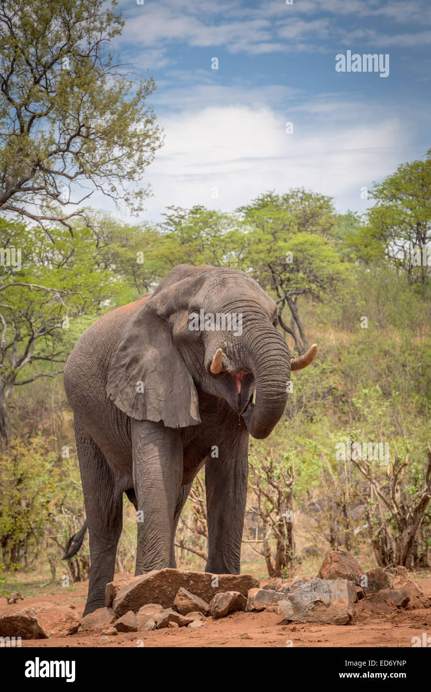 L'éléphant africain (Loxodonta africana) avec la bouche ouverte alors que l'alcool à un point d'Ghoha Hills, le Parc National de Chobe, au Botswana Banque D'Images