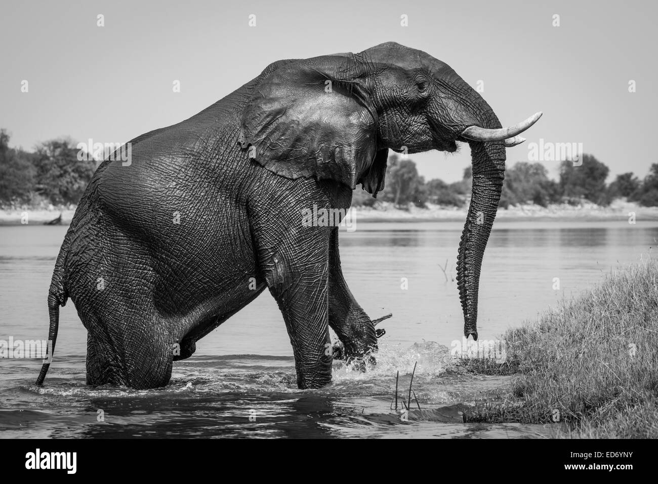 L'éléphant africain (Loxodonta africana) émergeant de la rivière Chobe, Chobe National Park, Botswana Banque D'Images