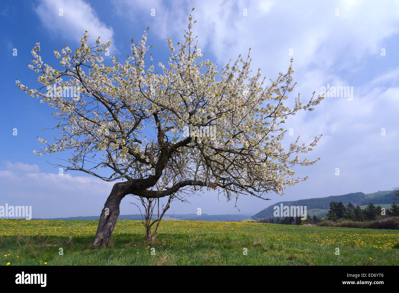 Apple tree sur une prairie de fleurs, Thuringe, Allemagne Banque D'Images