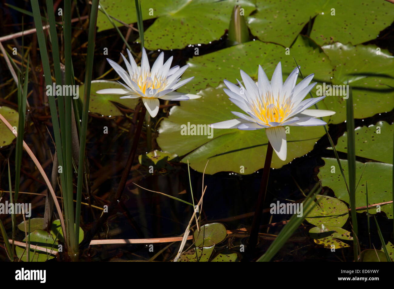 Un livre blanc ou bleu pâle nénuphar Nymphaea nouchali Parc National Kruger, Afrique du Sud Banque D'Images