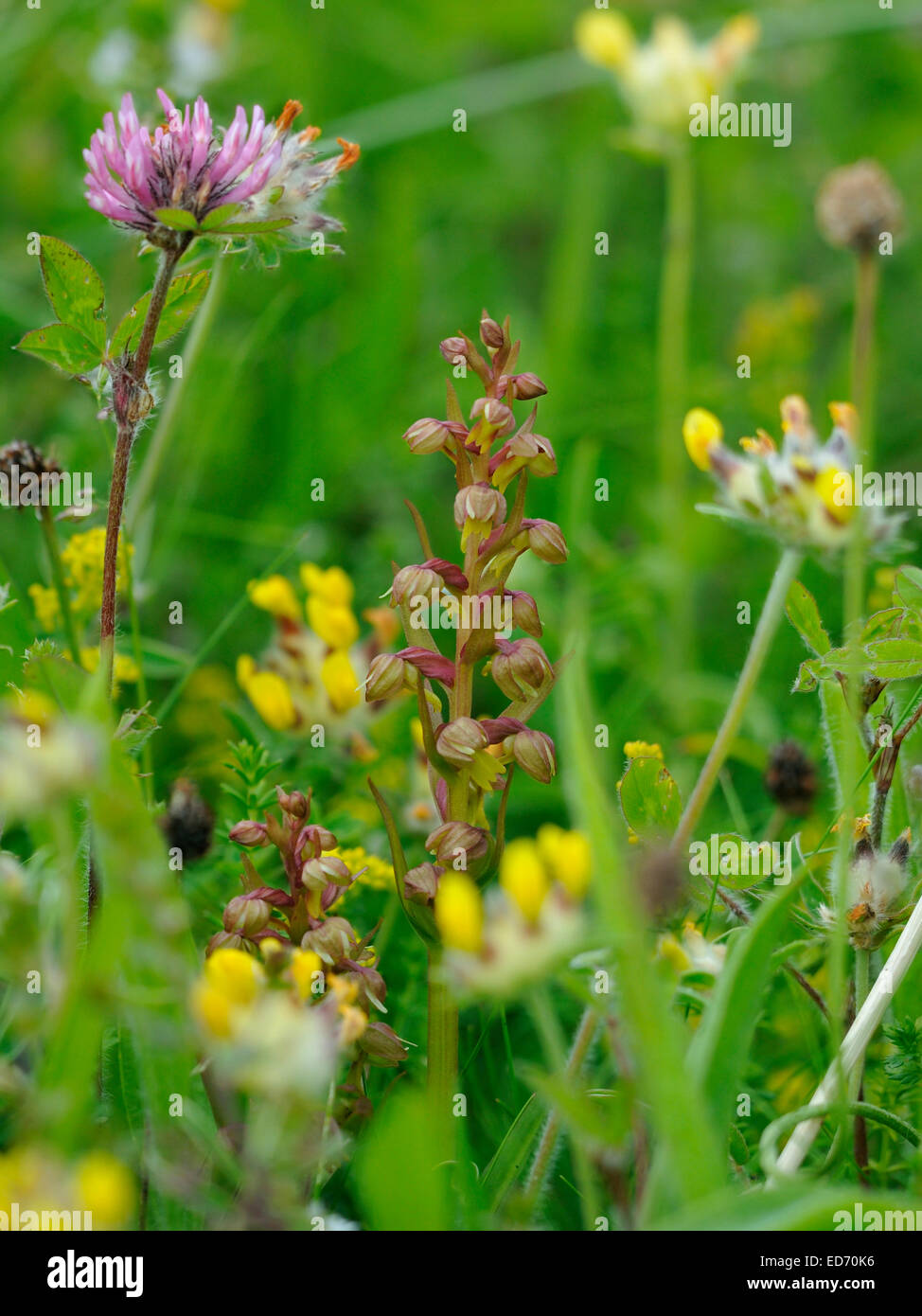 Frog - Orchidée Dactylorhiza viride croissant sur les Hébrides extérieures, de "machair" Banque D'Images