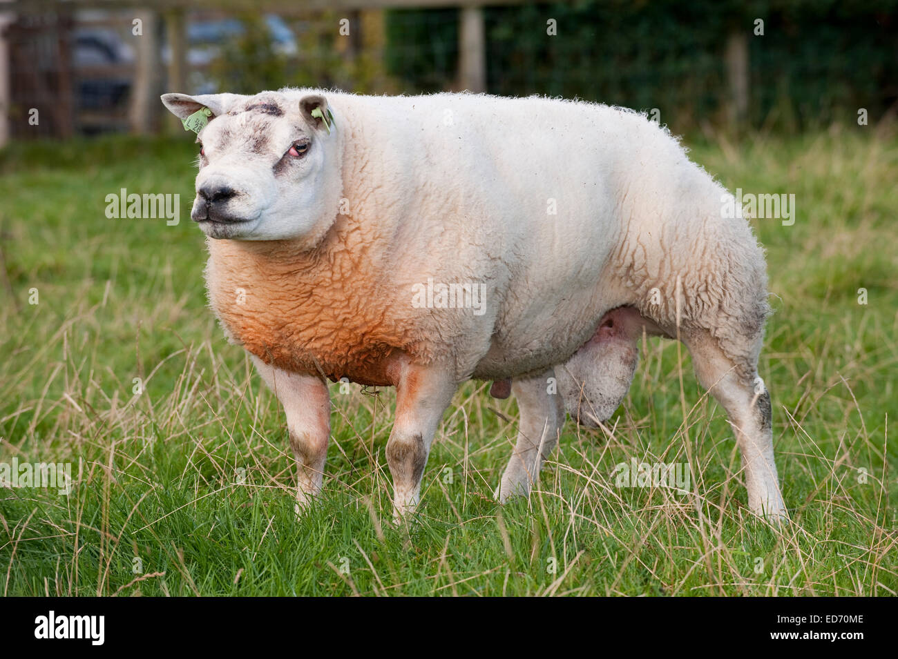 Mouton mâle Banque de photographies et d'images à haute résolution - Alamy