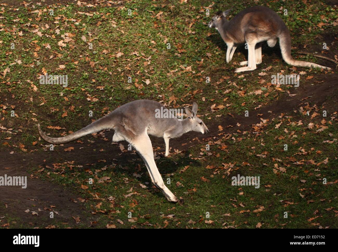 Jumping kangourou rouge (Macropus rufus) en passant par de très près Banque D'Images